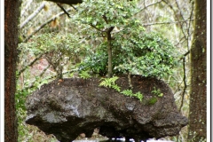 DSC04814_c