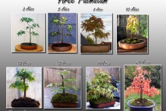 Arce-Palmatum-EVO